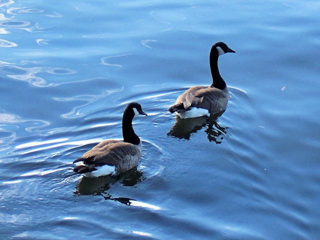Fort Norfolk Ducks